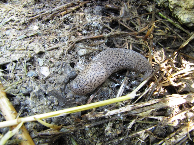 Limax degli Peloritani (ME)